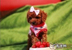 训炼泰迪咬人的不良习惯