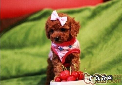 训炼泰迪咬人的不良习惯