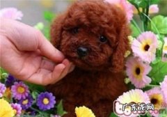 泰迪犬“站起”怎么训练