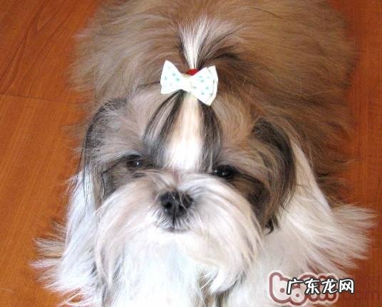 小狗的四种非条件反射