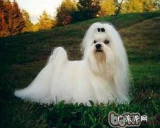 小狗不肯修指甲的缘故及防范措施