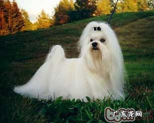 小狗不肯修指甲的缘故及防范措施