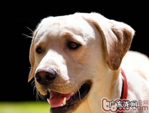 如何缓解小狗的幼儿入园焦虑