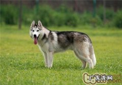 如何训炼金毛叫个不停的坏习惯