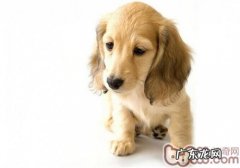 怎样处罚金毛狗狗