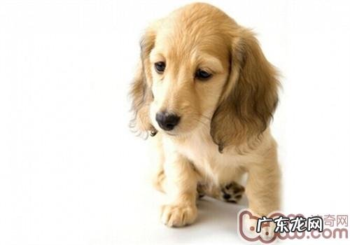 怎样处罚金毛狗狗