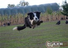 小狗专注力不集中化该怎么办