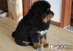 怎么让藏熬认主