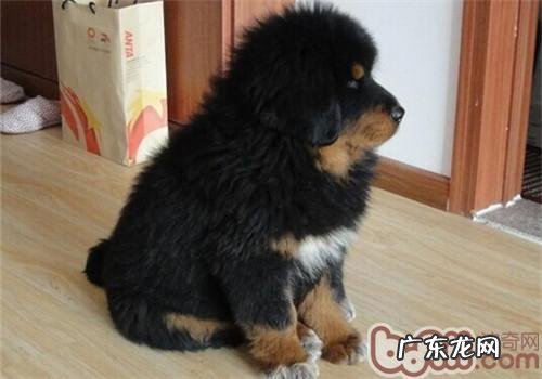 藏熬应当怎样训炼