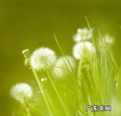 关于蒲公英的优美短句 【抖音文案】蒲公英短句