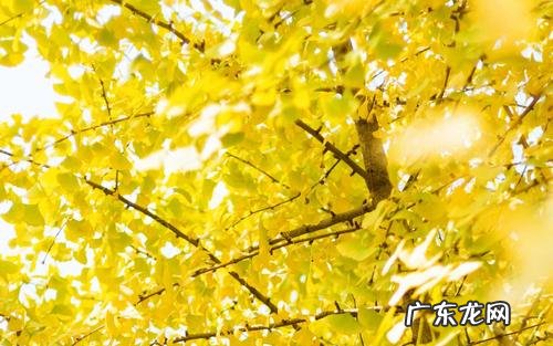 形容秋天银杏叶黄了的唯美句子 【抖音文案】形容秋天银杏叶的唯美句子