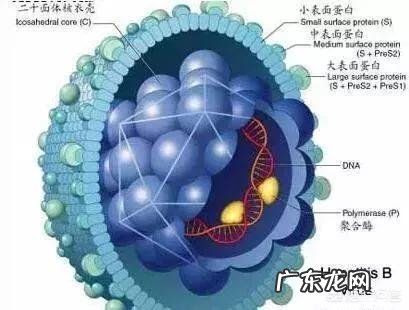 转氨酶一直偏高不降怎么办?