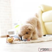 小狗对响声比较敏感主人家该怎么做