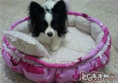 怎样训炼狗狗护食的不良习惯