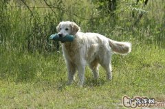 怎样训练小狗学会放下嘴中的食材