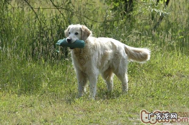 怎样训练小狗学会放下嘴中的食材