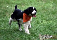 【检测】对小狗勇气的趣味测试