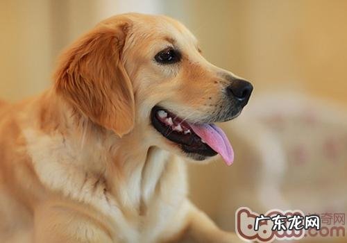 训练金毛指定上厕所