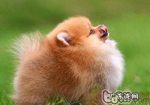 怎样训炼博美犬