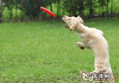 并不是小狗没学精，只是训炼没方法