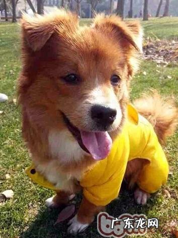 并不是小狗没学精，只是训炼没方法