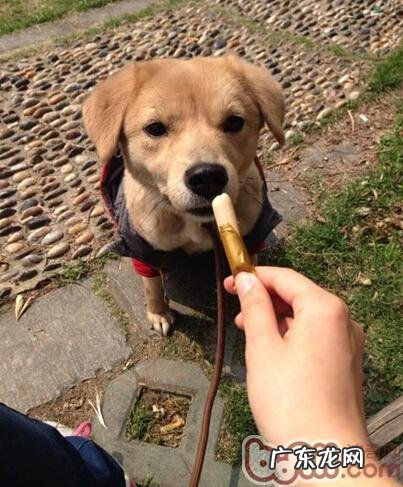 并不是小狗没学精，只是训炼没方法