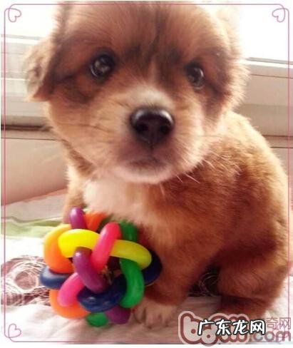 并不是小狗没学精，只是训炼没方法