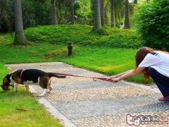怎样解决狗遛人的状况