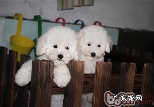 教小狗学好好多个基础姿势