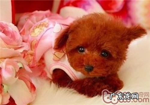 怎样教泰迪狗狗认字