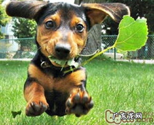 小狗激动度的二种测试标准