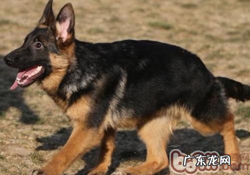 如何纠正狗吃排泄物的习惯性