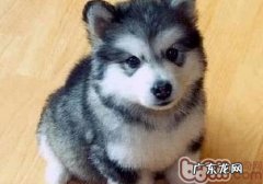 金毛喜爱乱串该怎么办