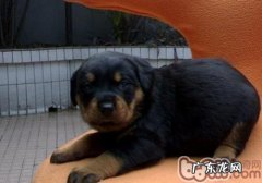 罗威纳犬的训练法