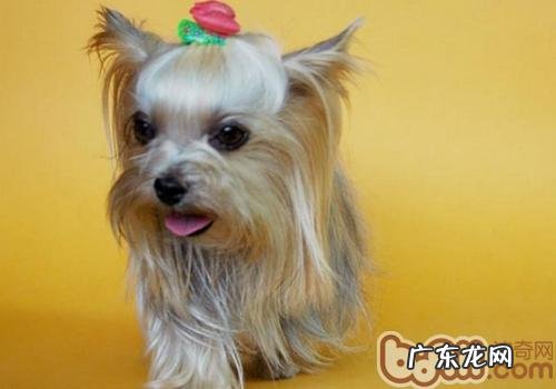 约克夏的训练法