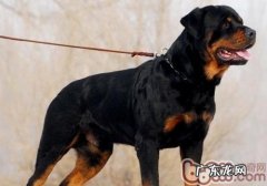 怎样改进小狗的攻击能力强的难题