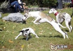 如何给小狗适合的运动强度