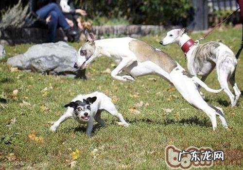 如何给小狗适合的运动强度