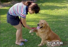 训练小狗的错误观念