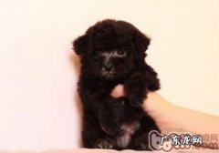 怎么让小狗学好假死