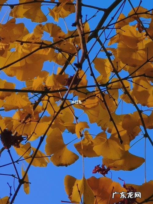 银杏叶怎么写句子 【抖音文案】银杏叶发朋友圈怎么写