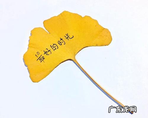 银杏叶怎么写句子 【抖音文案】银杏叶发朋友圈怎么写