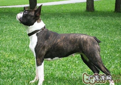 怎样训练小狗不症状