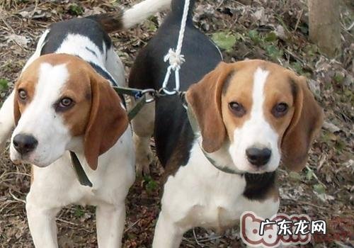 比熊犬训炼常见问题