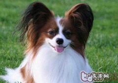 蝴蝶犬好训炼吗