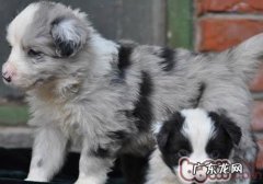 小狗的注意力培训