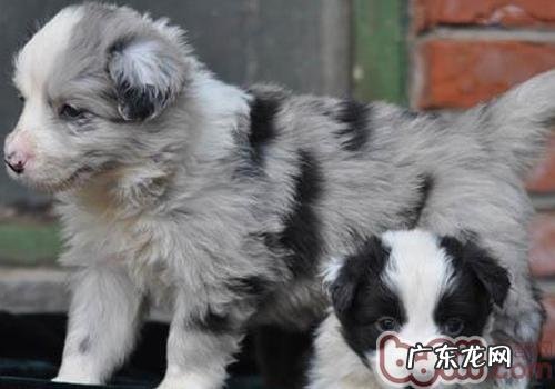 小狗的注意力培训