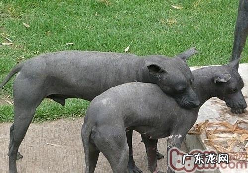 怎样不许小狗吃道上的食材