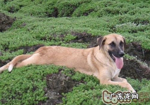 训练小狗左右室内楼梯