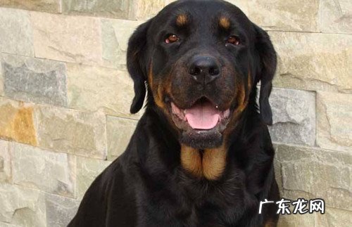 罗威纳犬感冒要打针吗,罗威纳犬感冒打针快好么